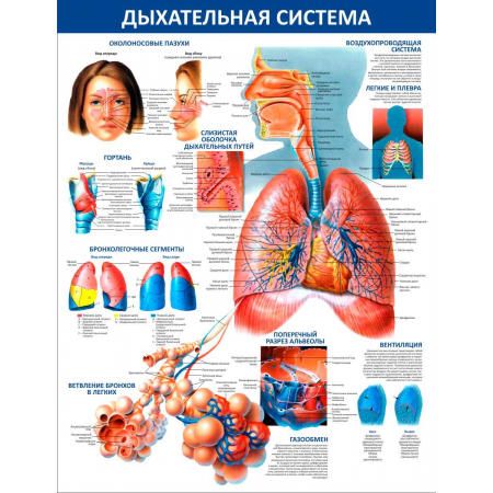 Дыхательная система